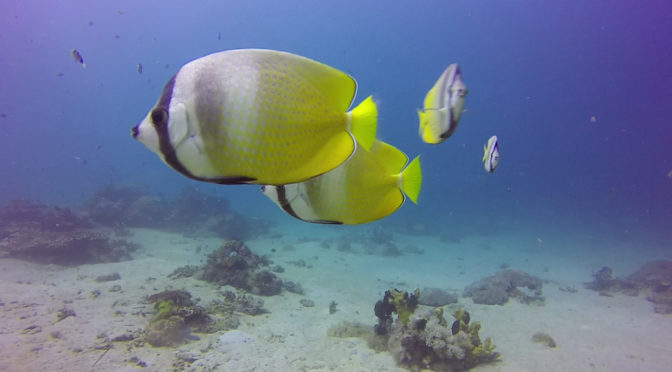 herostitcher, the command line video workflow tool